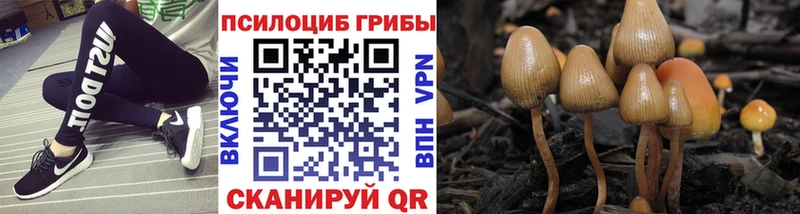 Псилоцибиновые грибы Cubensis  Купить закладки  Кольчугино 